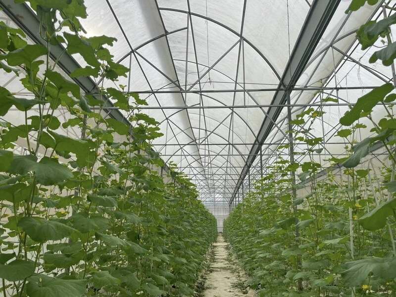 Hình ảnh công ty TDG Farm